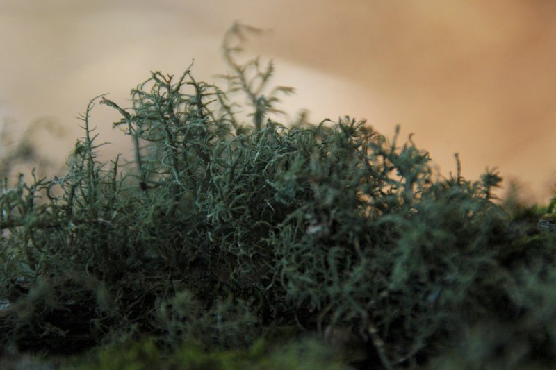 Lichens forestiers 3.3.2013 021